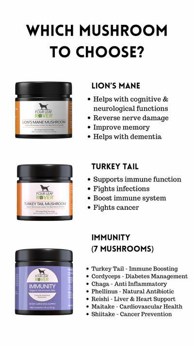 Four Leaf Rover Lion's Mane - Organic Mushroom Extract For Dogs - Supplement - Four Leaf Rover - Shop The Paw