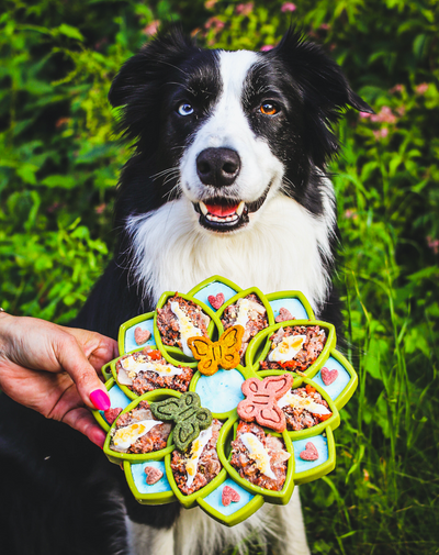 Sodapup - eTray (Enrichment Tray) - Mandala Yellow - Toys - Sodapup - Shop The Paw