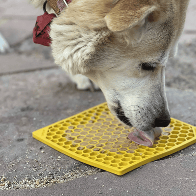 Sodapup - Honeycomb e-mat (Enrichment Licking Mat) - Yellow | Large - Toys - Sodapup - Shop The Paw