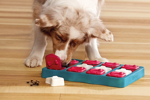 10 Doggy Games for Pawsome Playtime