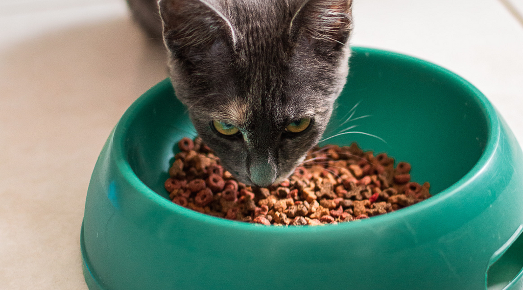 Cat eating healthy cat food