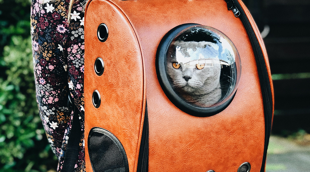 Cat inside a cat bag