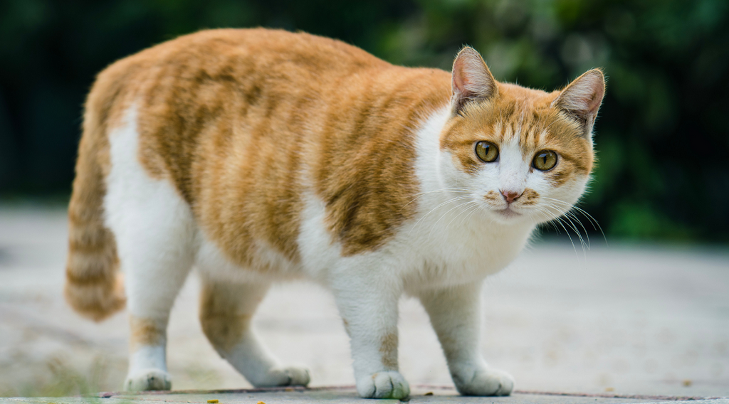 Fat orange cat