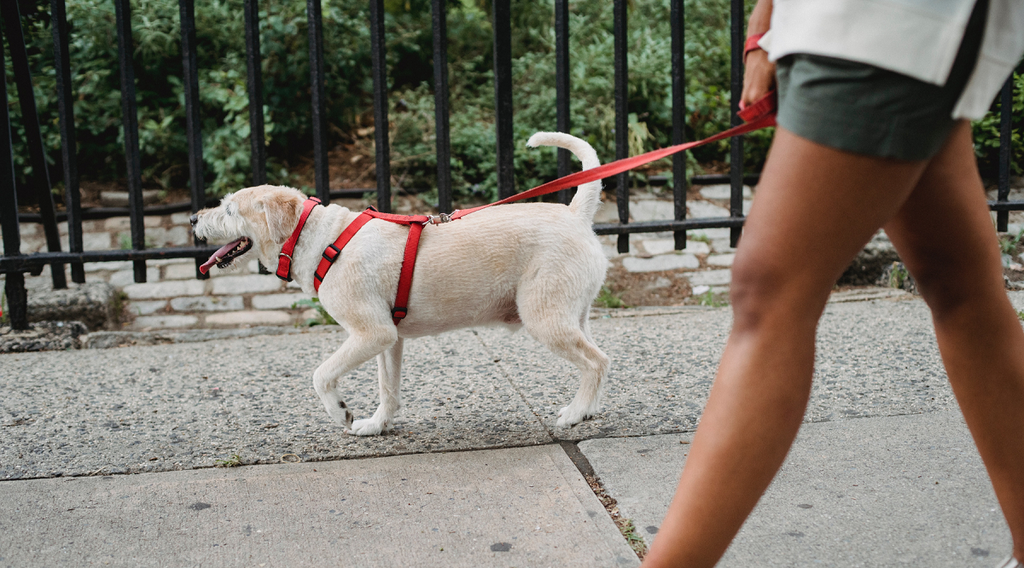 Woman walking her dog