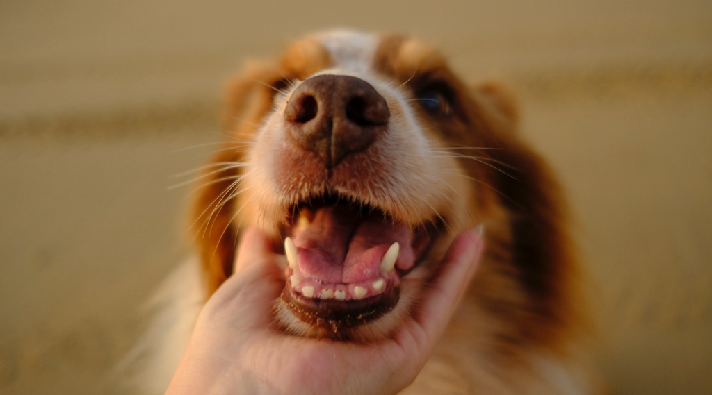 teeth cleaning products for dogs