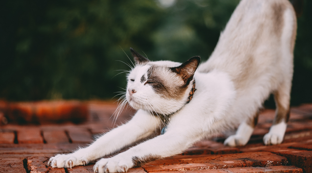 Cat stretching on a roof