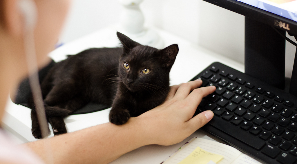 Black cat trying to get the attention of its fur mom while working