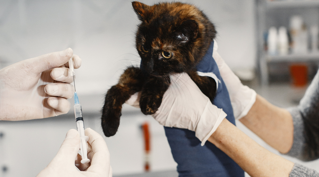 cat getting vaccines from veterinaries