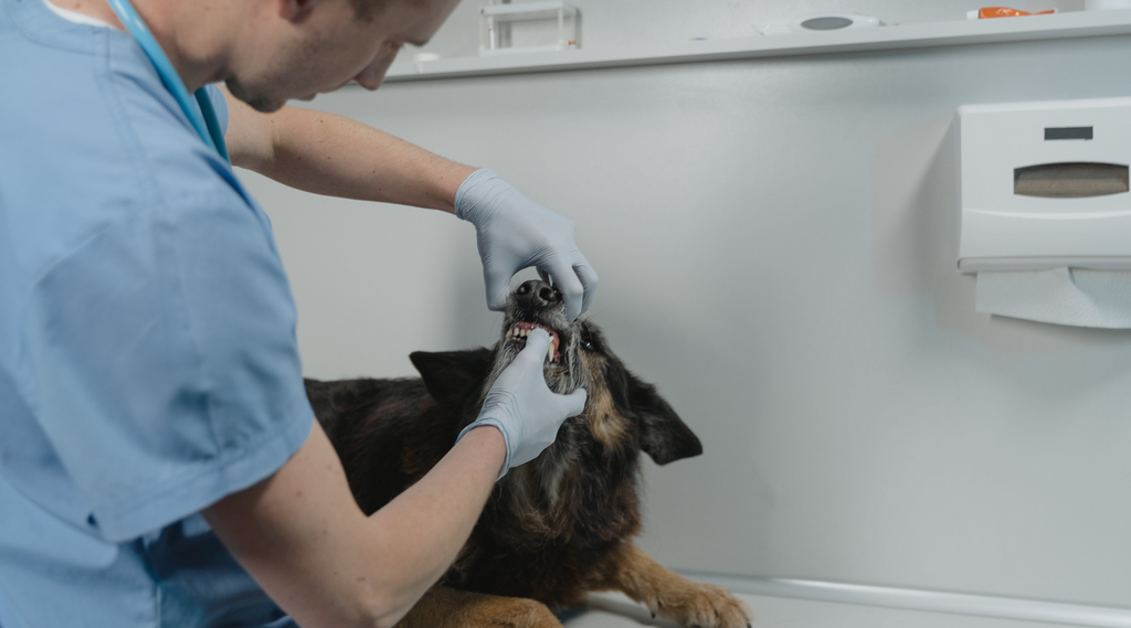 Pet dental care