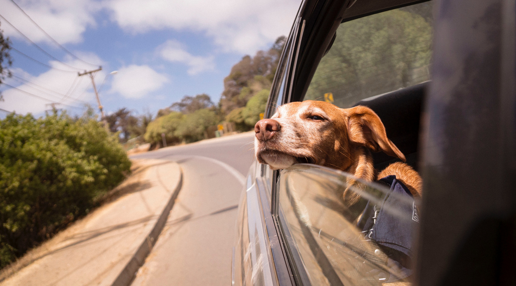 Dog traveling in a car while looking outside the window