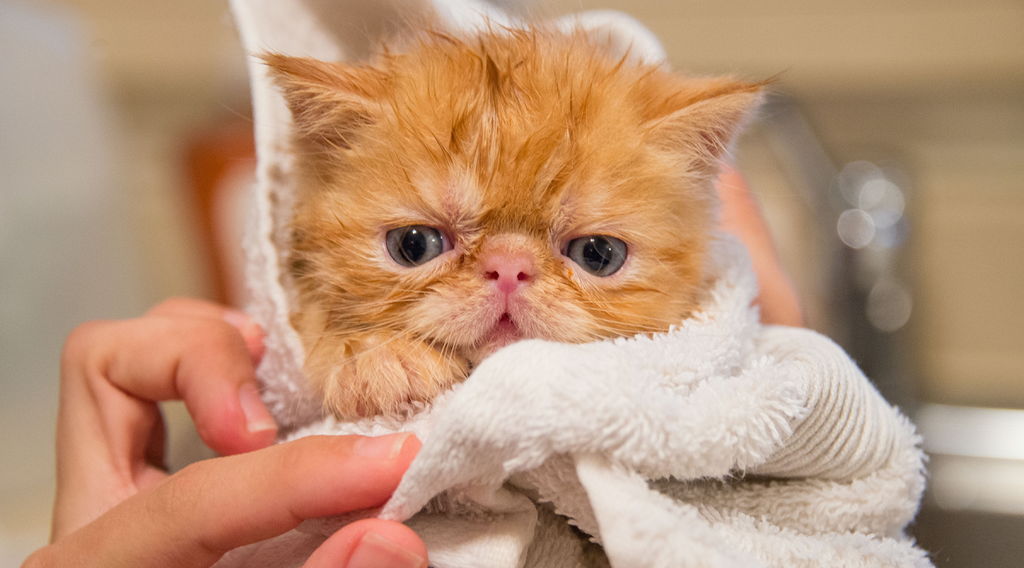 cat took a bath and covered with towel
