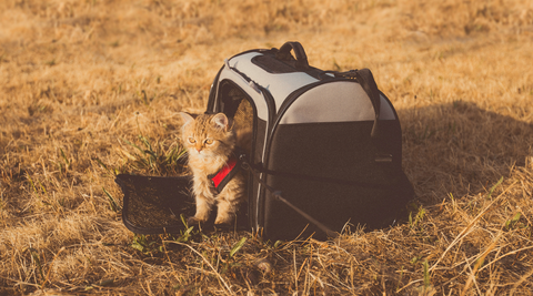 Carrier Training for Travelling Pets