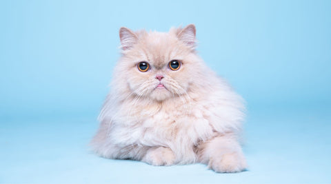 Persian Cat