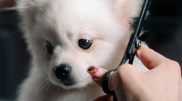 Summer Haircuts for Dogs