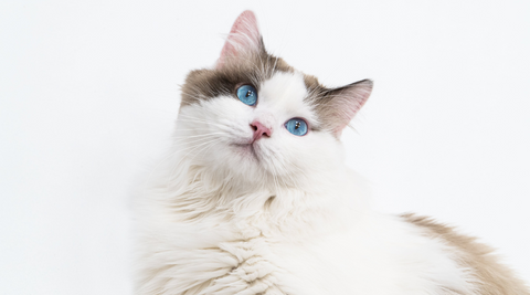 ragdoll cat