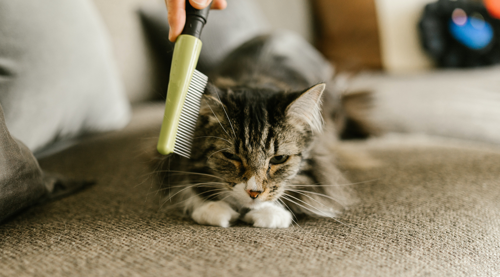 combing pet cat