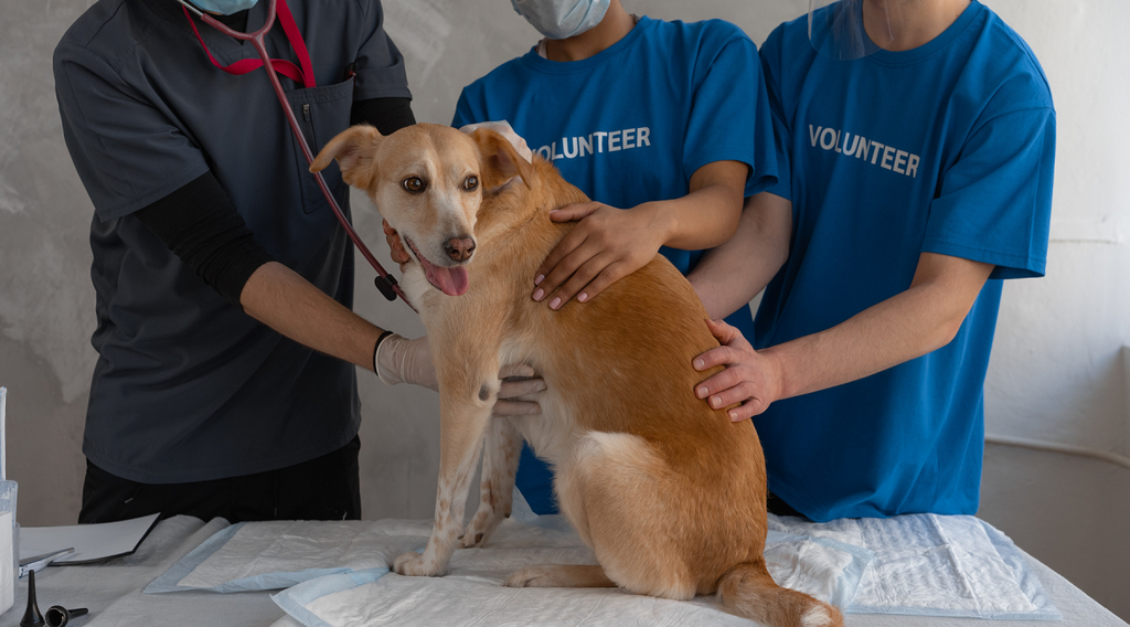 Dog at a vet