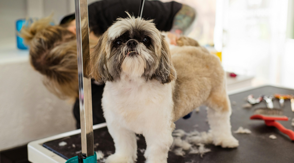 dog grooming kit