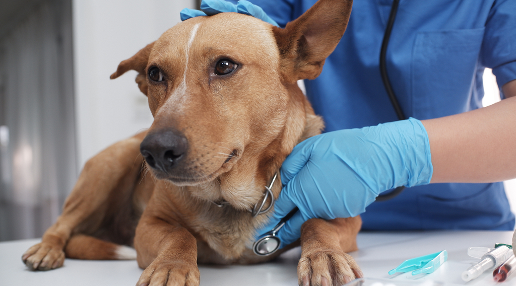 dog in vet