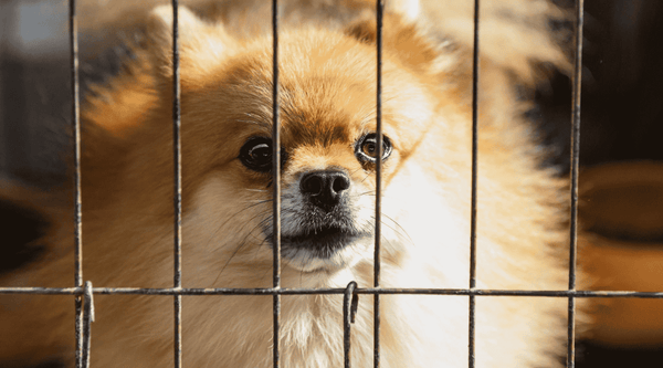 dog inside the cage