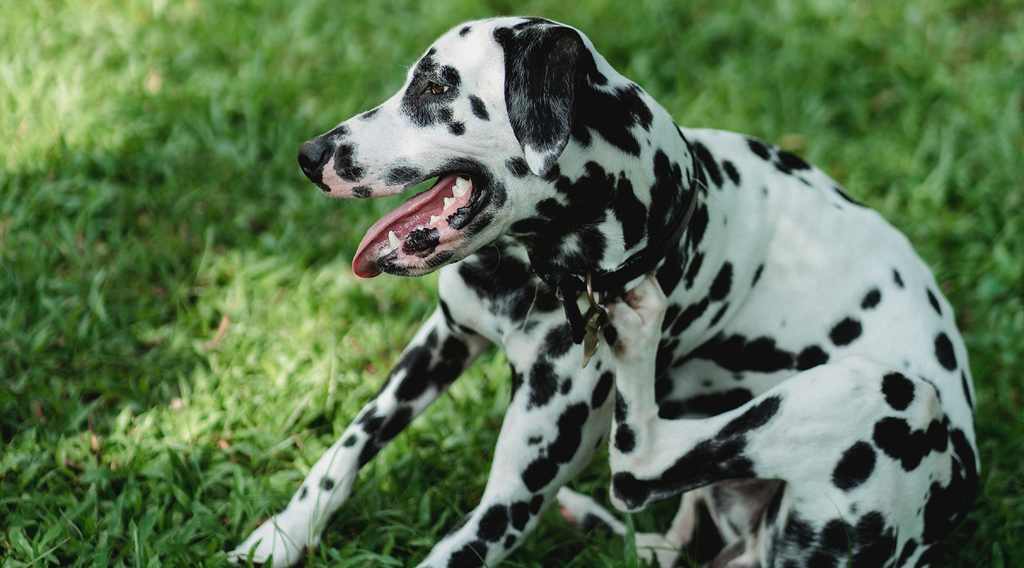 Dalmatian sitting on the grass