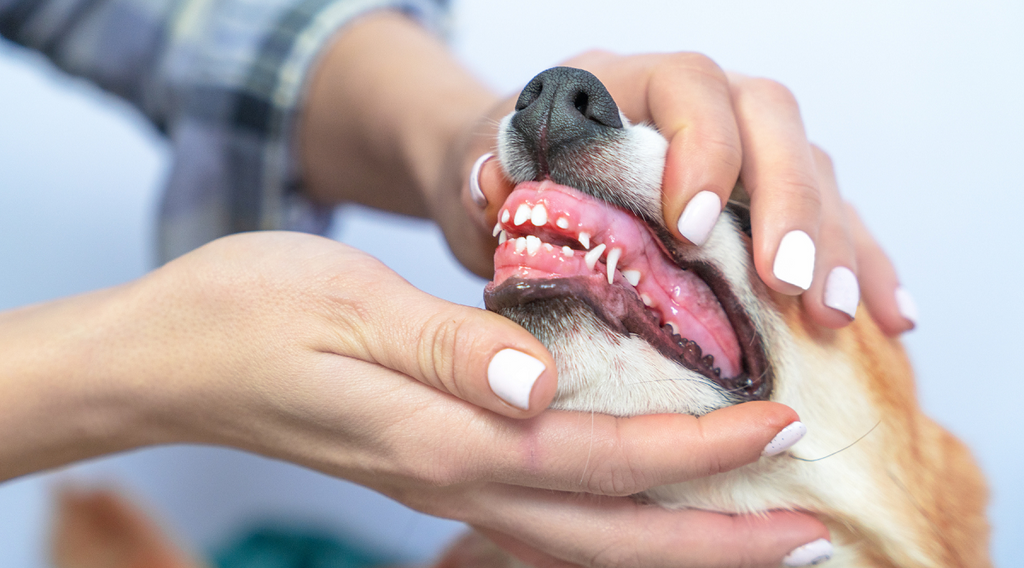 dog teeth