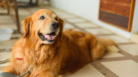 golden retriever happy