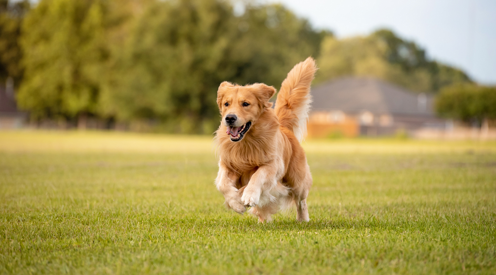 Golden Retriever