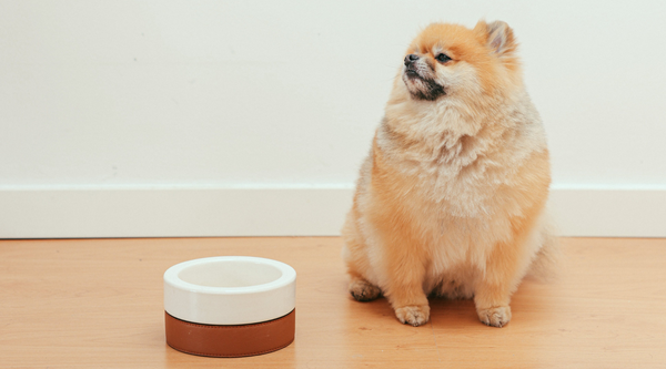 pomeranian small dog breeds