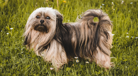 shih tzu dog breeds