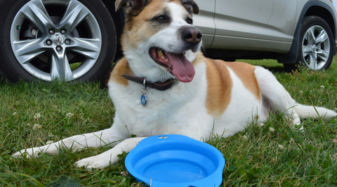 dog resting and water bowl for dogs