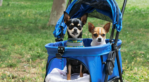 two dogs on pet stroller