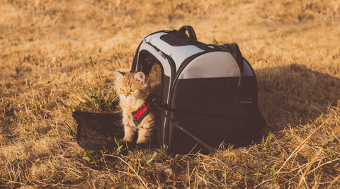 [11:34 AM] James Kim D. Palinsad gray cat in pet carrier