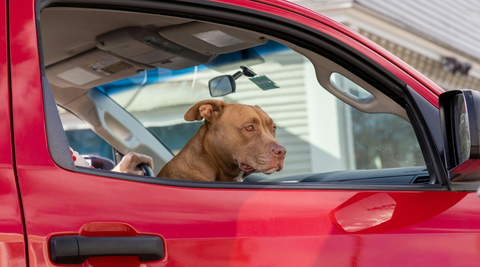 dog inside car