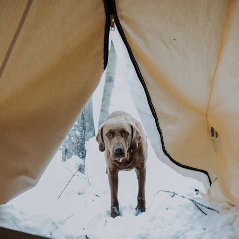 Camping with pets