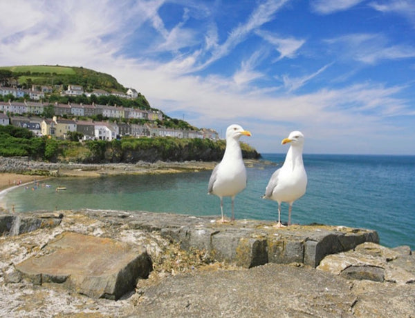 新码头和羊毛衫湾   Quay and Cardigan Bay｜RobinGO英国走咯旅行