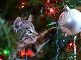 Cats and Christmas trees