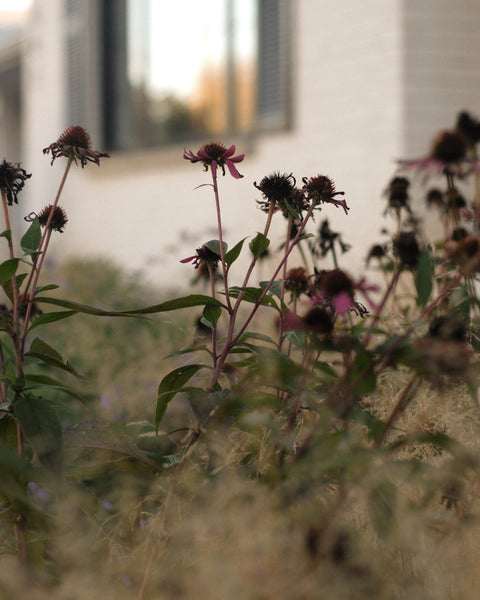 Echinacea