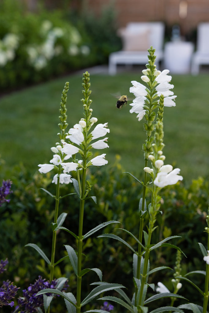 obedient plant with a honey bee hovering