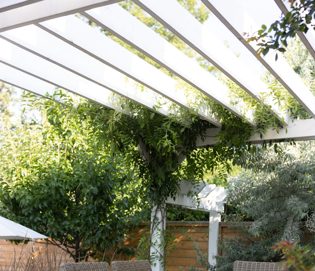 white pergola with wisteria growing up it