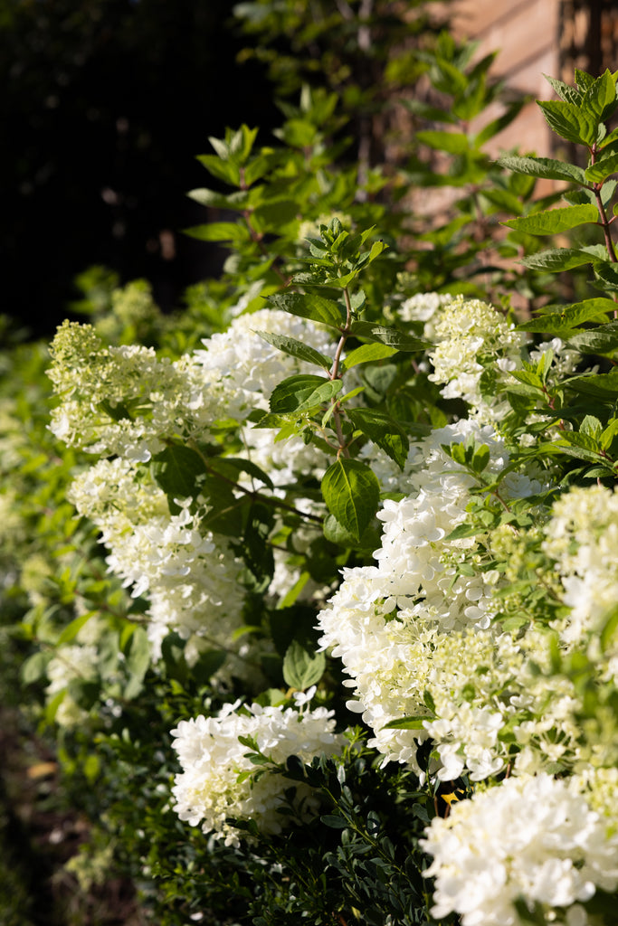 Bombshell hydrangea cascading over a boxwood hedge, backed by hicks yew