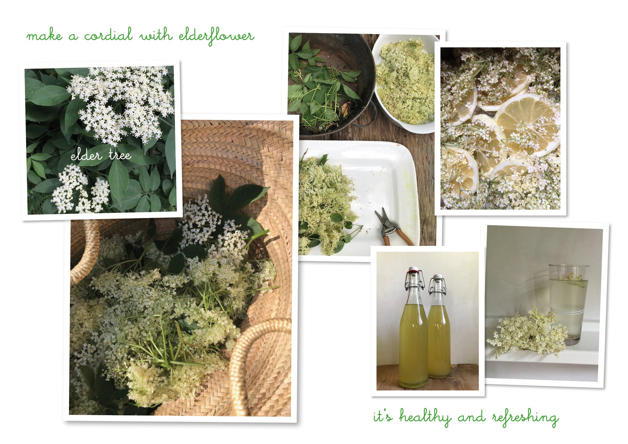 foraging with children - spring