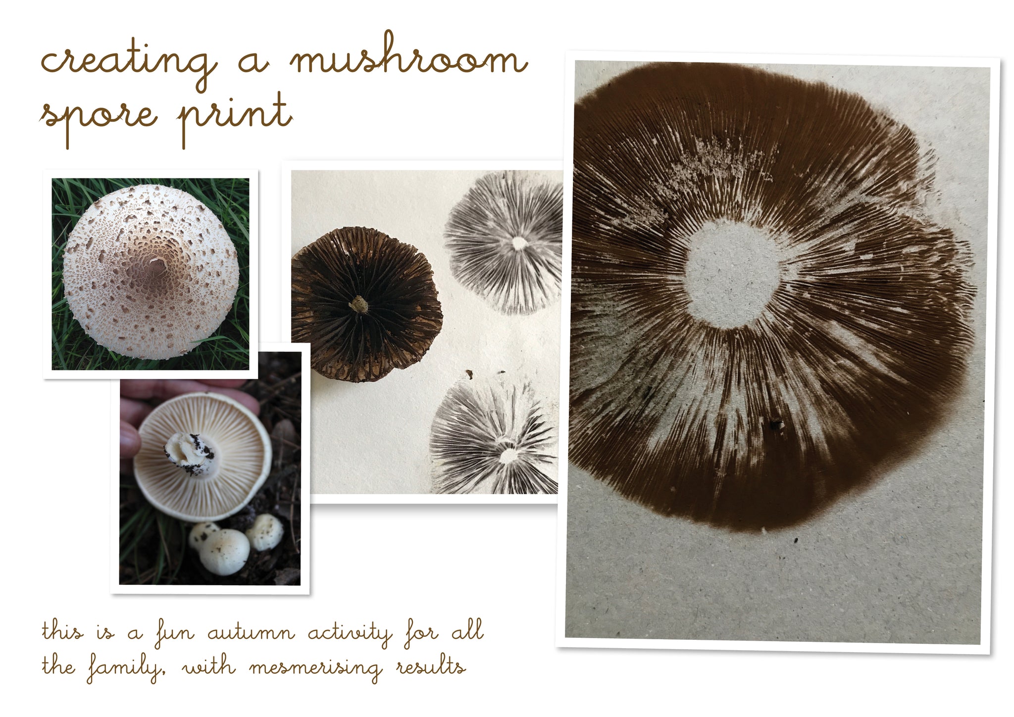 mushroom prints