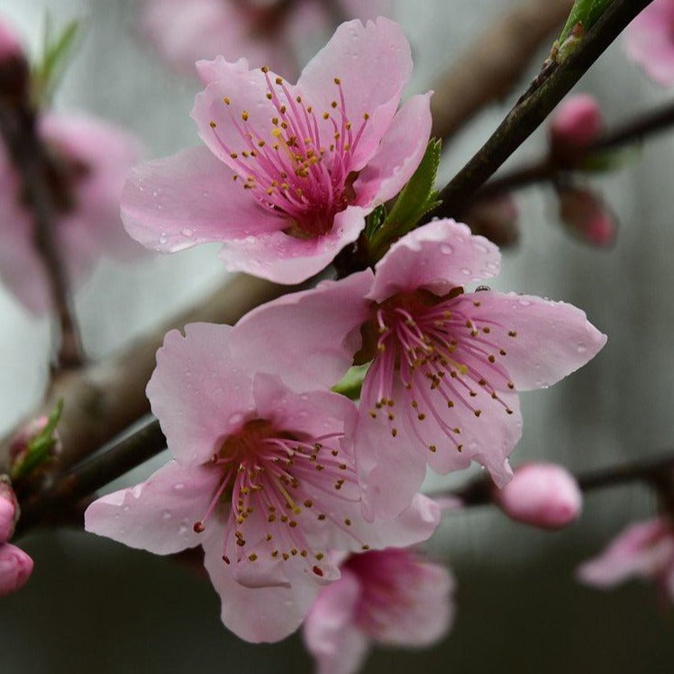 Peach Blossom Perfume Oil – Scent DNA Perfume Oils