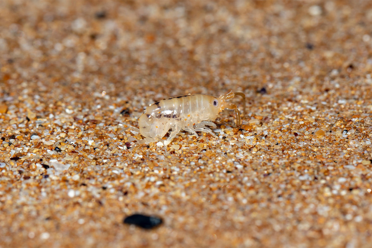 what-do-sand-flea-bites-look-like-the-natural-patch-co