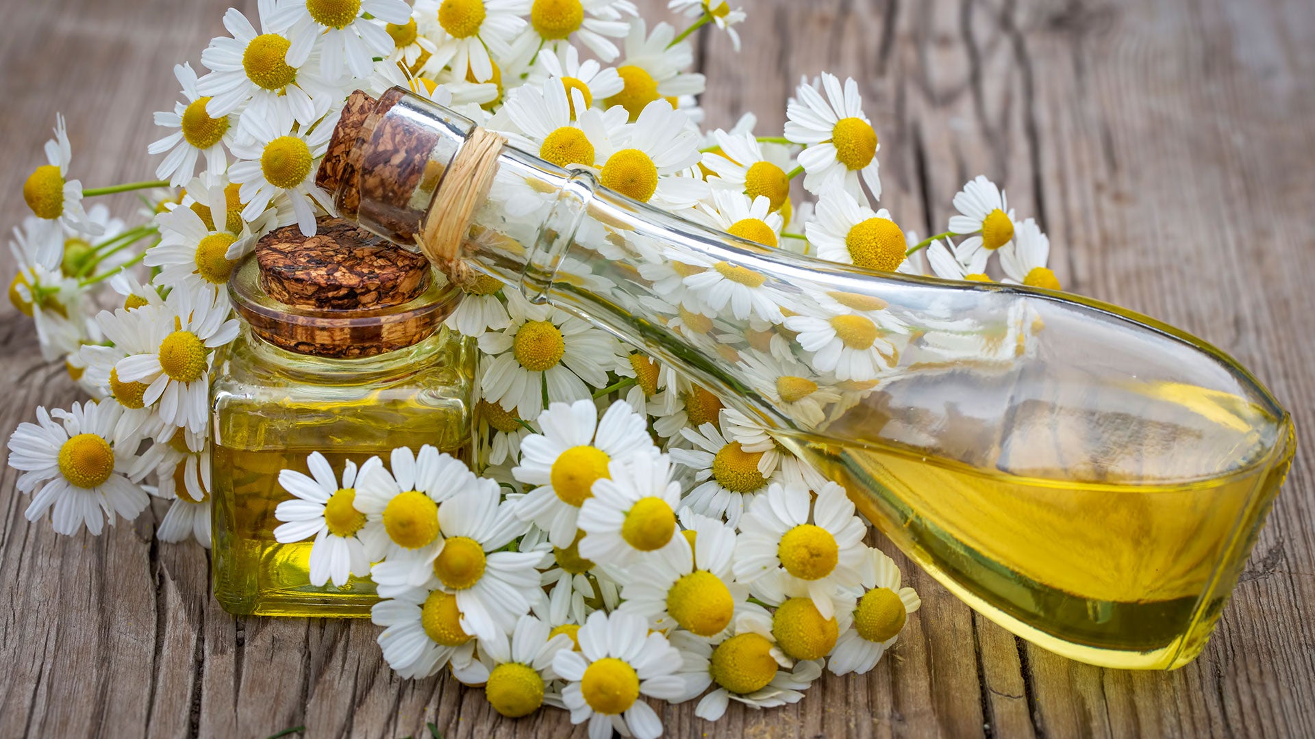 Roman Chamomile