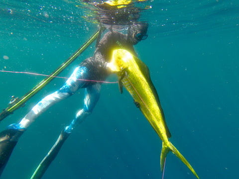 Destin Mahi Spearfishing