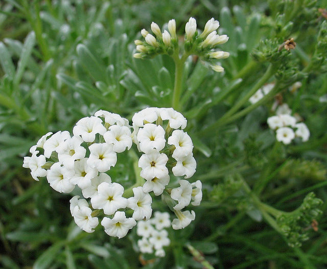 Hawaiian Flowers Hinahina