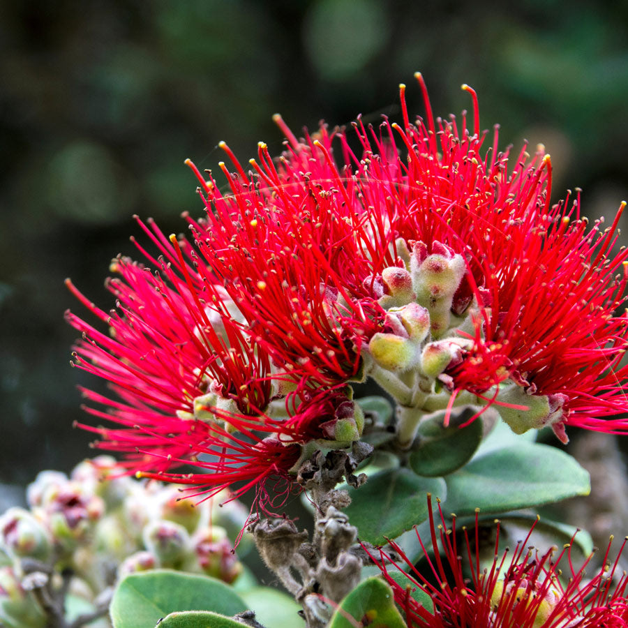 Hawaiian Flowers Ohia Lehua