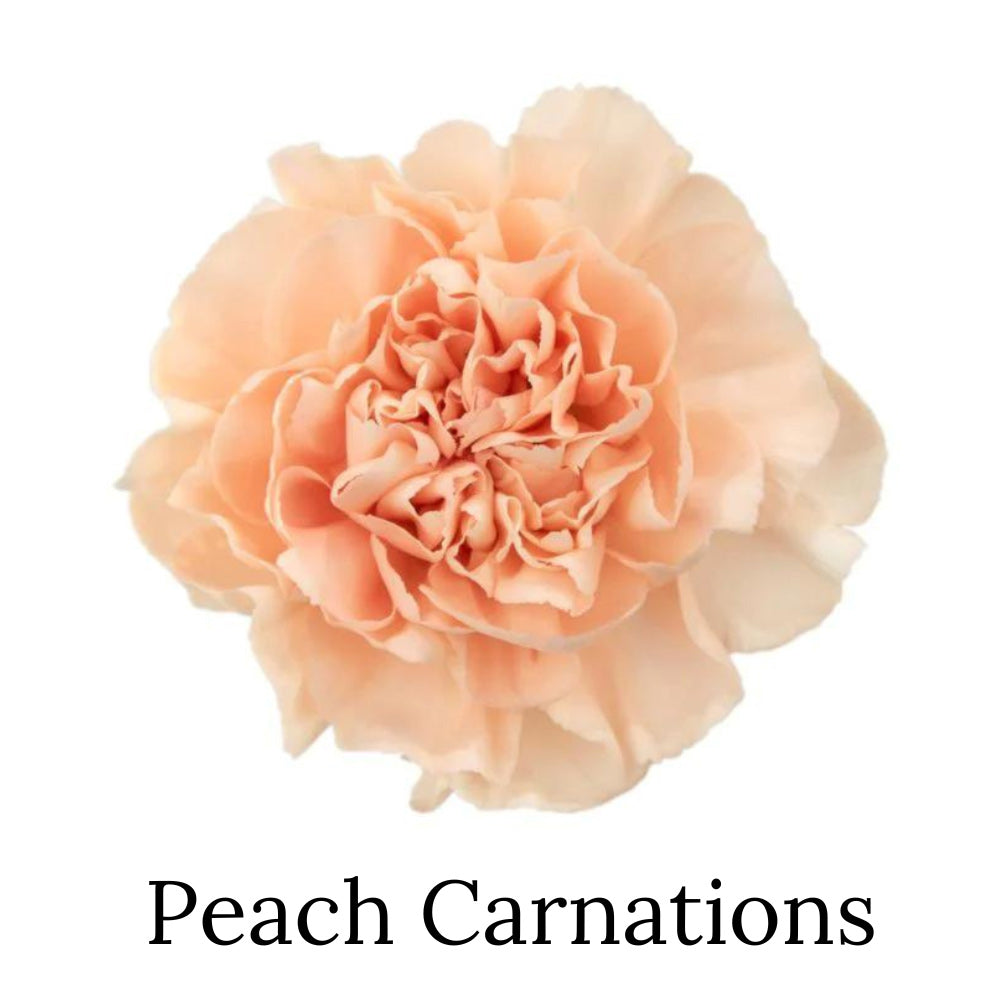 Pantone Colour Of The Year 2024 Peach Fuzz